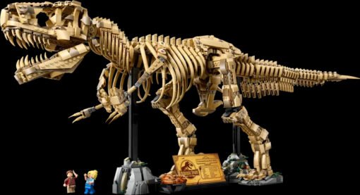 Dinosaur Fossils: Tyrannosaurus rex - Image 3